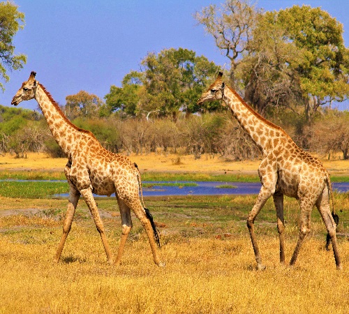 1 day tanzania safari to Arusha N.P