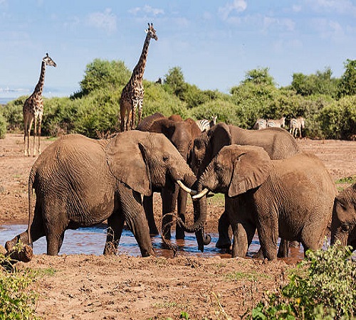Tanzania sharing safari 2-days Tarangire and Ngorongoro