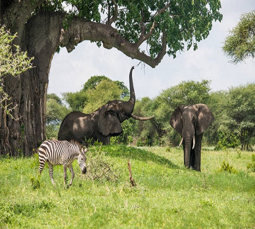 2 days Tanzania safari to Tarangire and Ngorongoro