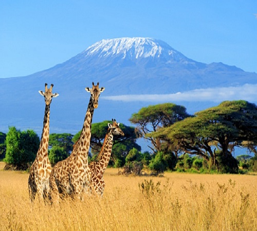2 days Tanzania safari to Tarangire & Kilimanjaro hiking