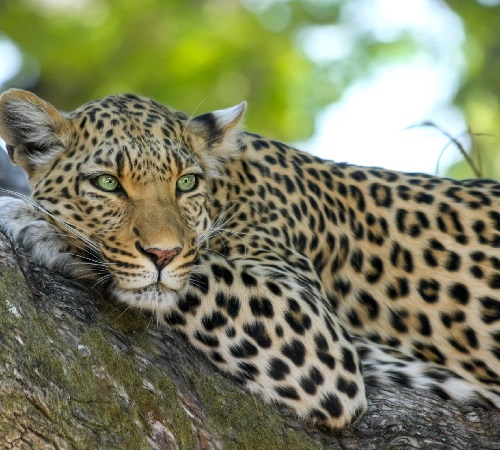 3 days Tanzania safari to Arusha, Tarangire & Lake Manyara national parks