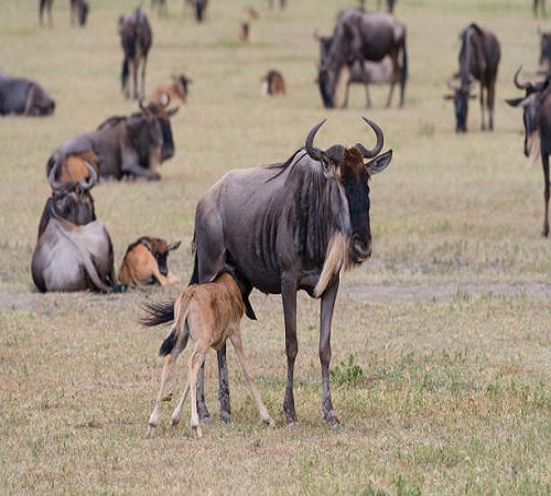 4 days private Ndutu calving season migration safari