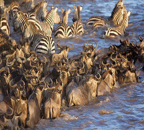4 days Serengeti migration safari