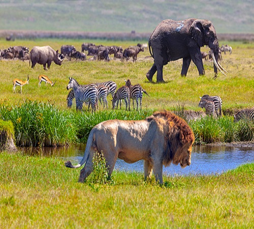 4 days safari to Tarangire, Serengeti & Ngorongoro