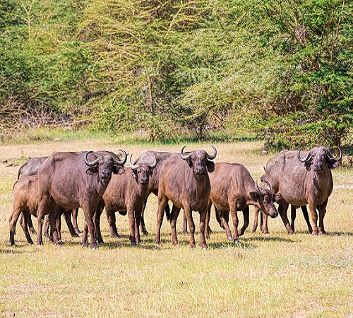 5 days Tanzania sharing safari to Tarangire, Serengeti, Ngorongoro & Lake Manyara