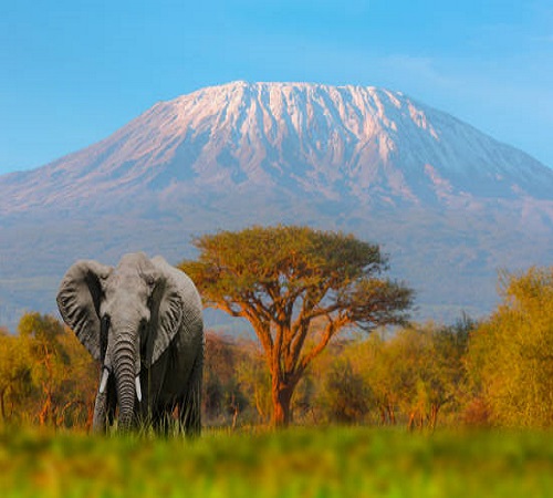 Kilimanjaro climbing Lemosho route 8 days tour