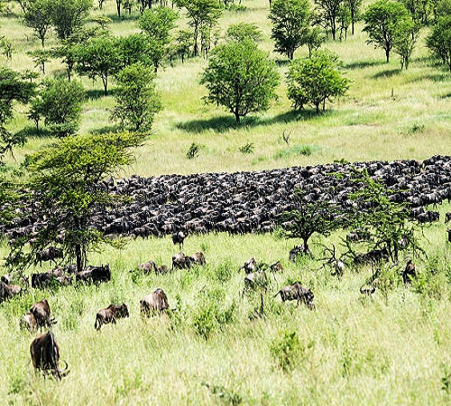 5 days Serengeti wildebeest migration green season safari