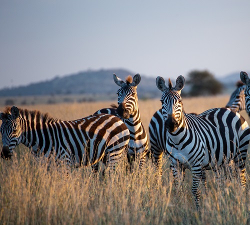 Tanzania safari with Zoom Tours is a once in a lifetime experience.