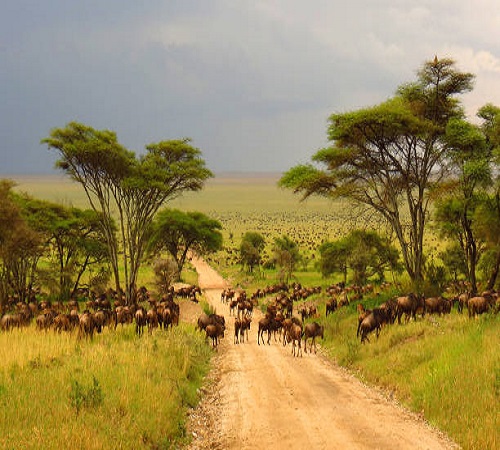 Tanzania safari trip to Ngorongoro crater